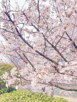 満開の桜の木 満開の桜の木の写真