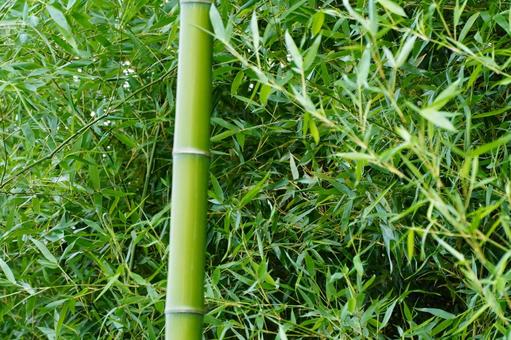 竹林 竹林 笹,葉,植物の写真素材