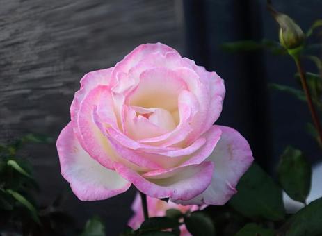 満ち足りた気持ちの写真