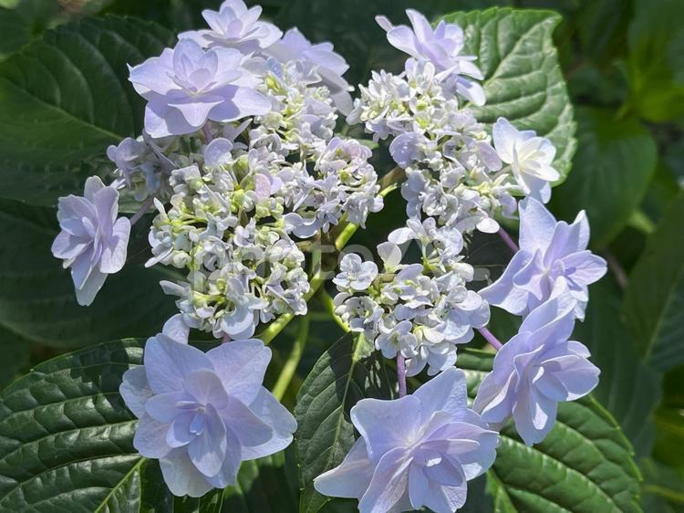 薄紫のガクアジサイ アジサイ,ガクアジサイ,紫陽花の写真素材