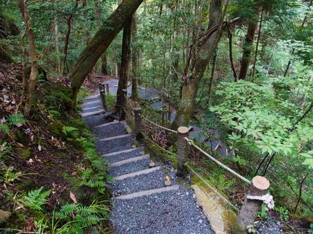 山道の階段 山道,階段,登山の写真素材