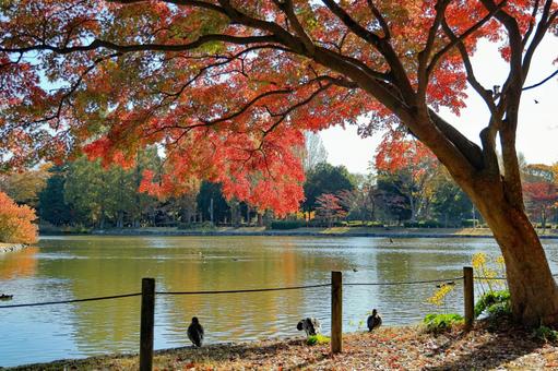 つくば市「洞峰公園」の紅葉したモミジ もみじ,紅葉,秋の写真素材