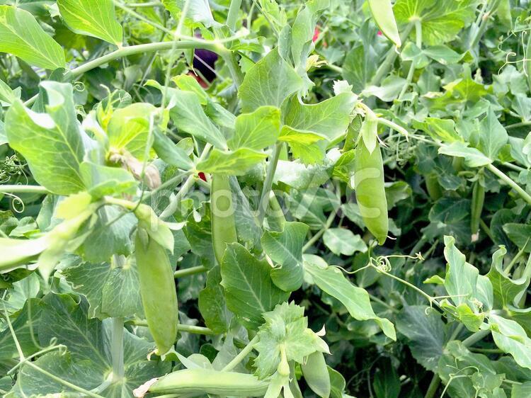 野菜・エンドウマメ エンドウマメ,ノラマメ,グリーンピースの写真素材