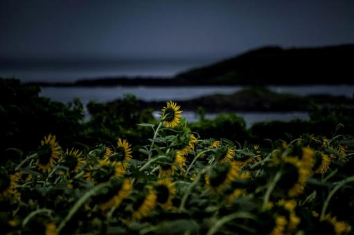 <五島風景>雨の中満開のヒマワリ畑の景色 <五島風景>雨の中満開のヒマワリ畑の景色の写真