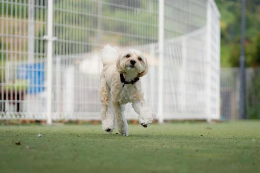 ドッグランで走る犬(ミックス犬) ドッグランで走る犬(ミックス犬)の写真