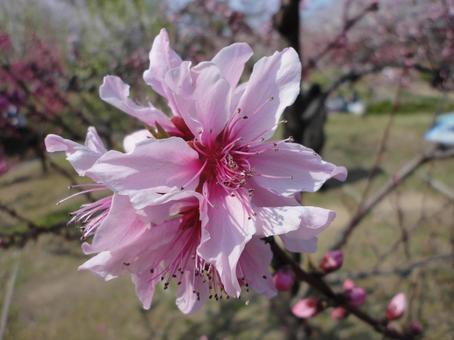 桜　大阪城公園の写真