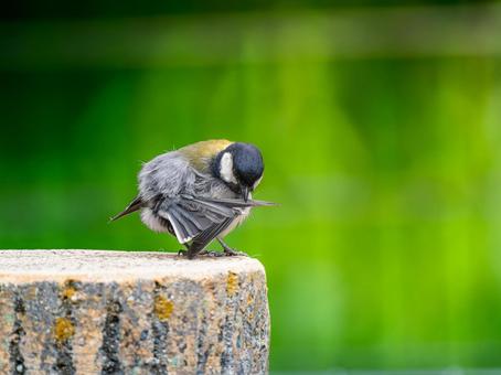 羽をいじるシジュウカラ 羽をいじるシジュウカラの写真