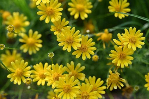 Photo, daisy, flower, yellow, 
