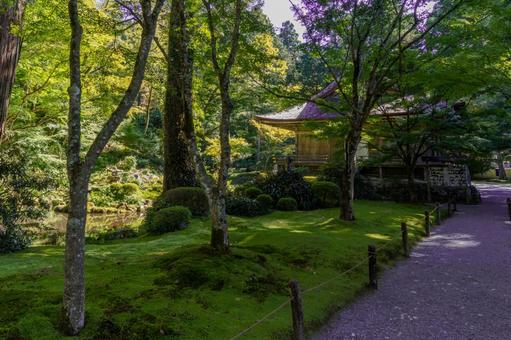 京都 大原三千院 往生極楽院 京都 大原三千院 往生極楽院 三千院,門跡寺院,大原の写真素材