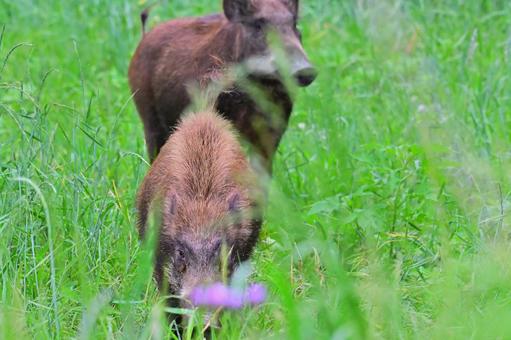 2頭のイノシシ 2頭のイノシシ イノシシ,威嚇,突進の写真素材