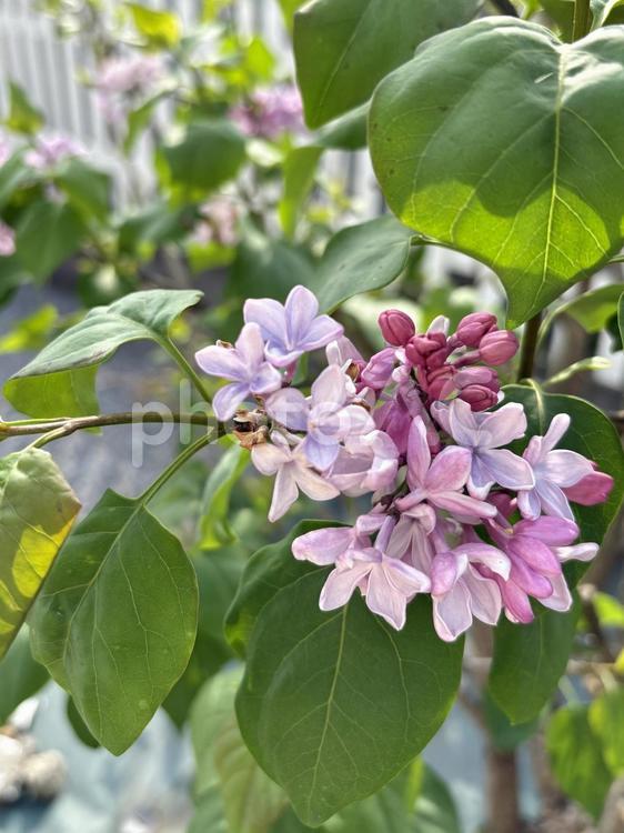 ライラックの花　春のガーデニング　縦 ライラック,リラ,花の写真素材