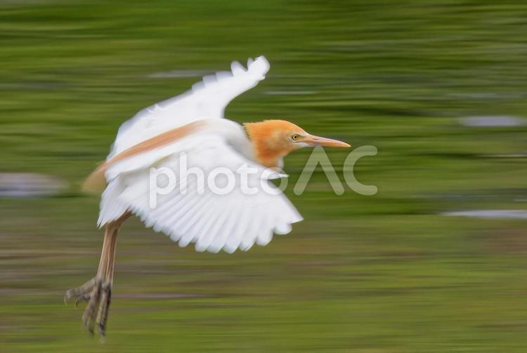 着陸態勢に入るアマサギ 着陸態勢に入るアマサギ アマサギ,亜麻鷺,サギの写真素材