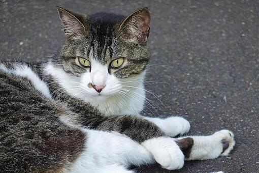 人懐っこいキジシロ猫 ネコ,保護猫,ニャンコの写真素材