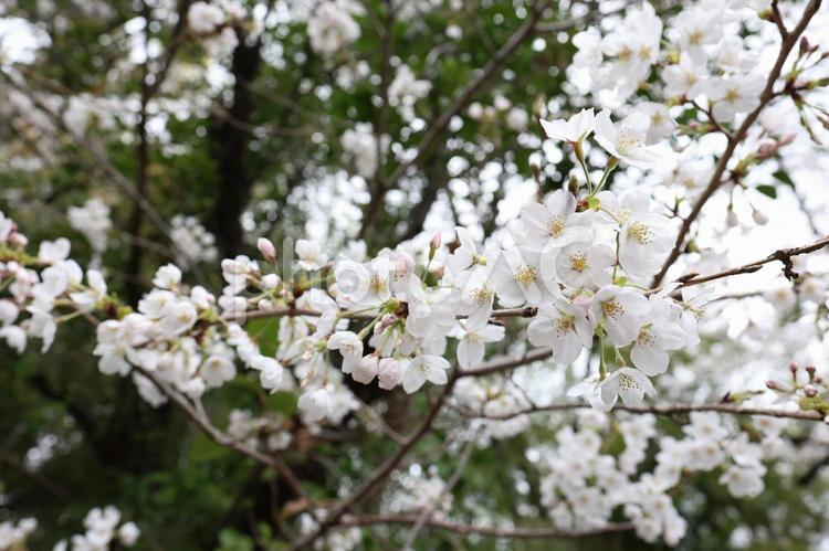 広島市南区黄金山の桜（ソメイヨシノ） 黄金山,広島市,広島の写真素材