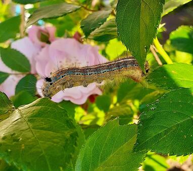 害虫＊オビカレハの幼虫 害虫,オビカレハ,幼虫の写真素材