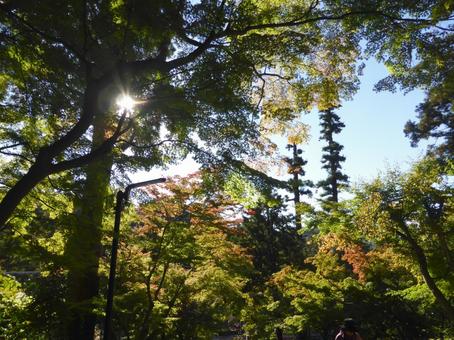 太陽光が覗く郊外の林の風景 木,木々,樹木の写真素材