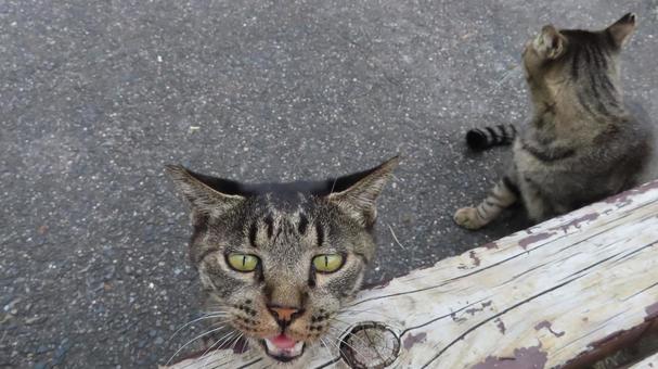 ベンチの下からひょっこりと顔を出す猫様 ベンチの下からひょっこりと顔を出す猫様 猫,キジトラ,顔の写真素材