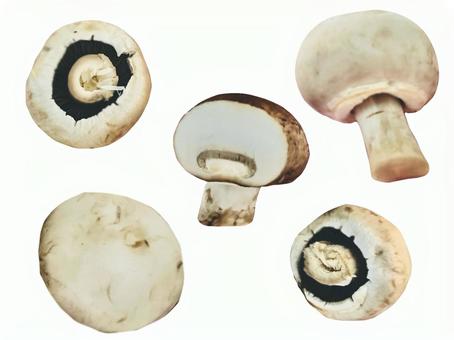 マッシュルーム(複数個) マッシュルーム(複数個) マッシュルーム,きのこ,茸の写真素材