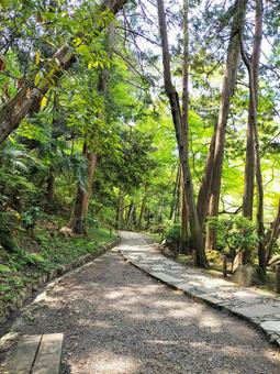 成田山新勝寺 成田山公園の遊歩道 成田山新勝寺 成田山公園の遊歩道 成田山公園,成田山,新勝寺の写真素材