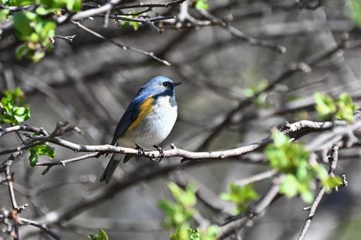 ルリビタキ ルリビタキの写真