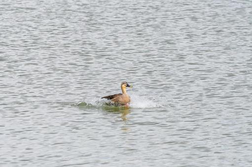 水面を駆けるカルガモ 水面を駆けるカルガモ カルガモ,鳥,水鳥の写真素材