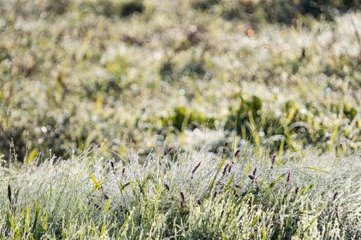 強い日差しと朝露に輝く幻想的な光景 朝露,露,水滴の写真素材