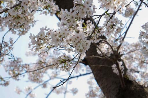 桜の花のある風景 桜の花のある風景の写真