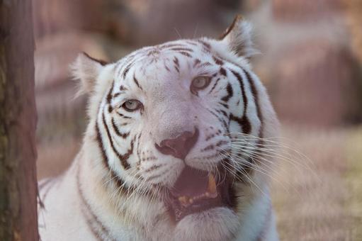 ホワイトタイガー ホワイトタイガーの写真