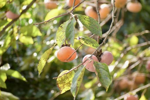 柿の木 柿の木,柿,木の写真素材