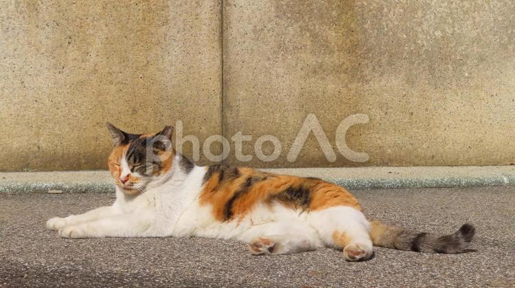 肉球をチラ見せしてお昼寝する可愛い三毛猫 三毛猫,猫,肉球の写真素材
