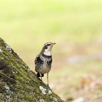ツグミ ツグミの写真