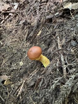 きのこ（ハナイグチ） きのこ,キノコ,茸の写真素材