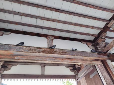 梁に止まるハトたち ハト,建物,自然の写真素材