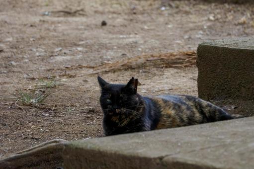 猫(221) 猫(221)の写真