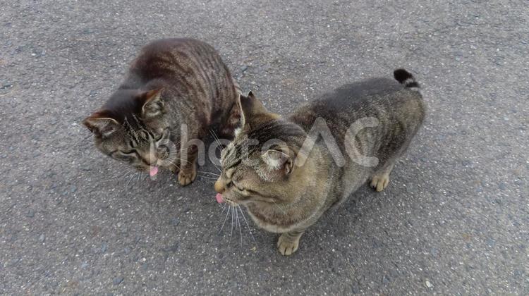 お互いにアッカンベーし合うあざとい猫様達 猫,キジトラ,舌の写真素材