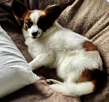 犬の怒る寸前 パピヨン,papillon,犬の写真素材