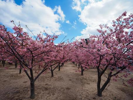公園に咲く河津桜 公園に咲く河津桜の写真