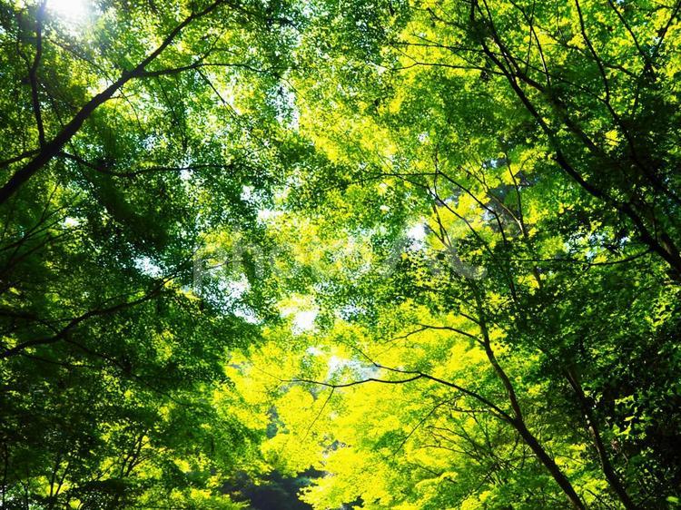 けぶる木漏れ日 木漏れ日,自然,木陰の写真素材