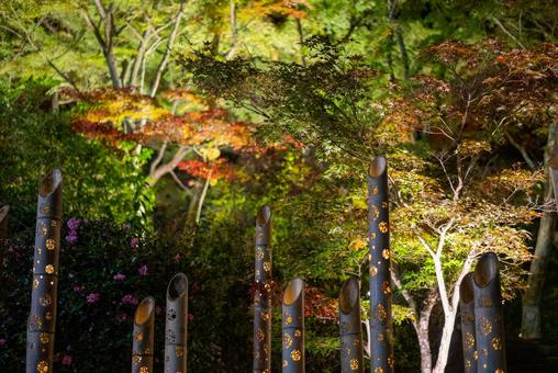 秋夜の竹灯り庭園 紅葉,ライトアップ,夜景の写真素材