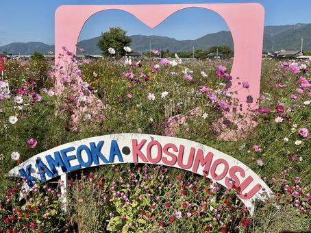 京都　丹波　夢コスモス園 夢コスモス園,秋桜,コスモスの写真素材