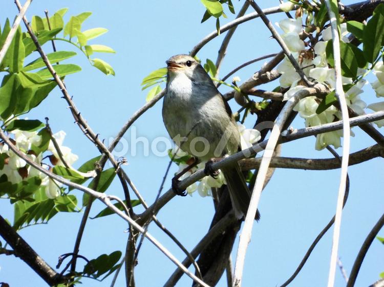 枝につかまり鳴くウグイス 鳥,野鳥,ウグイスの写真素材