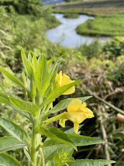 花と川 花と川の写真