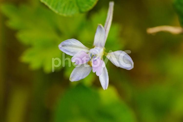 可憐なセリバヒエンソウの花 花,植物,花びらの写真素材