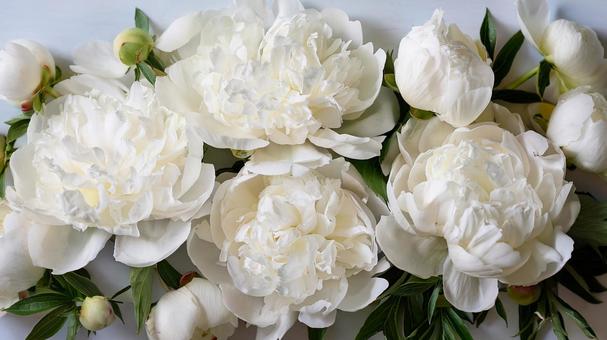芍薬の花のクローズアップ 芍薬の花のクローズアップの写真