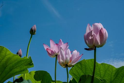 Ancient Lotus Village 2025, JPG Ancient Lotus Village 2025, JPG
