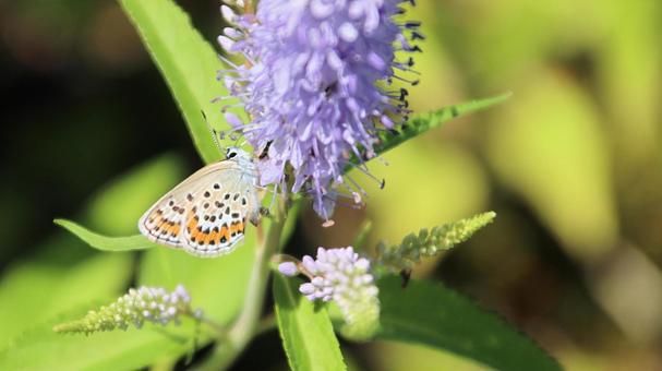 Photo, silver-studded blue, butterfly, insect, 