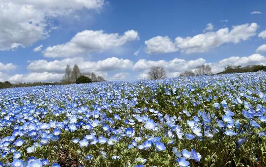 【お花畑】ネモフィラ【春】 【お花畑】ネモフィラ【春】 ネモフィラ,春,風景の写真素材