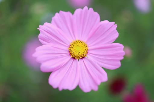 コスモス コスモス,自然,鮮やかの写真素材