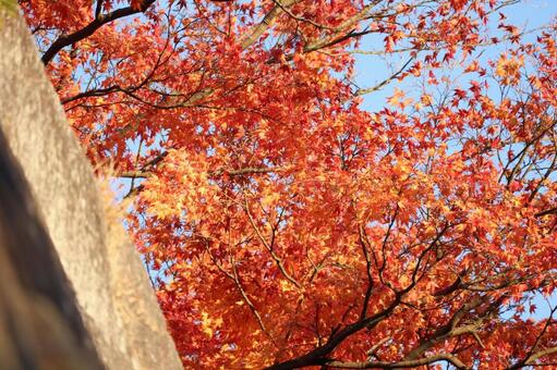 石垣と紅葉 秋,赤,11月の写真素材