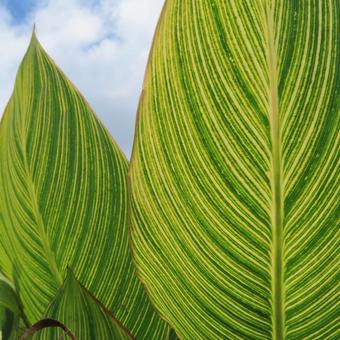 カンナ カンナ,花,花びらの写真素材
